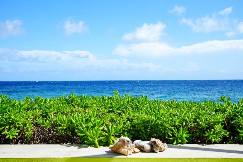Ocean view with tropical plants and seashells at Dushi Pietermaai Apartments in Curaçao