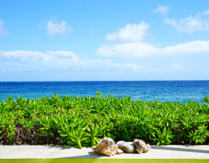 Oceanfront view from Aqua apartment terrace with lush greenery – Dushi Pietermaai Apartments