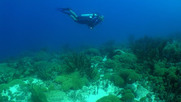 Scuba diver exploring coral reef in Curaçao’s blue Caribbean sea
